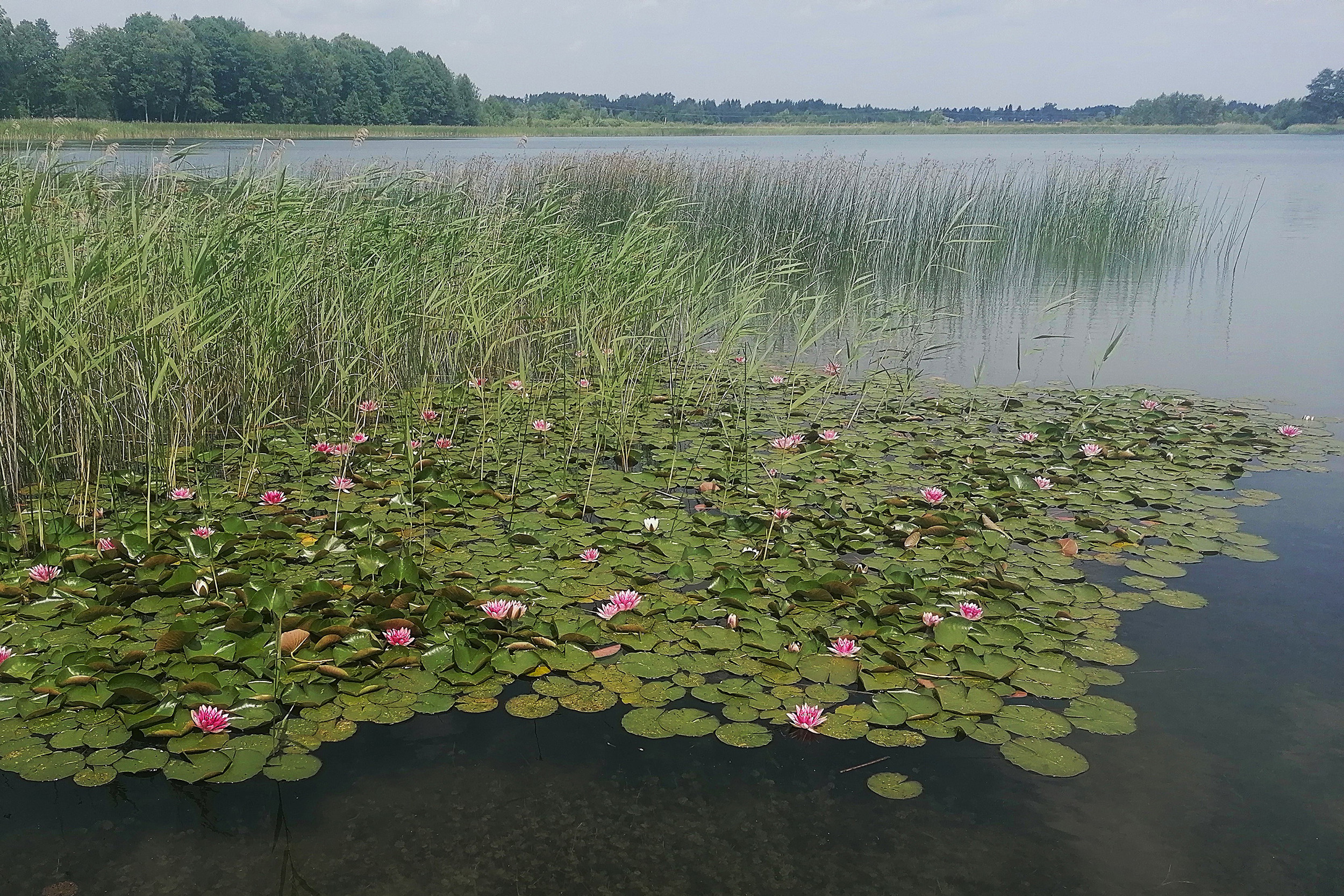 Okuninka 16-26.06.2025